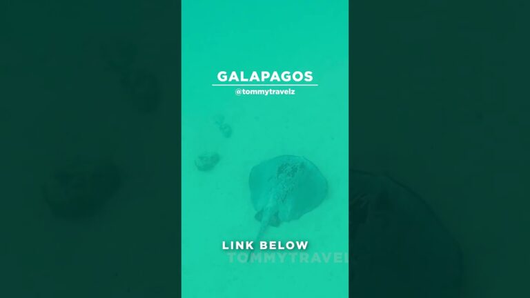 #TommyTravelz #travelnow #traveltips #galapagos #sancristobal #santacruz #islabaltra #isabelaisland