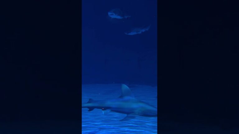 The Surprising Places You’ll Find Sharks